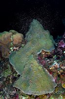 Star Coral Spawning. Cayman Islands