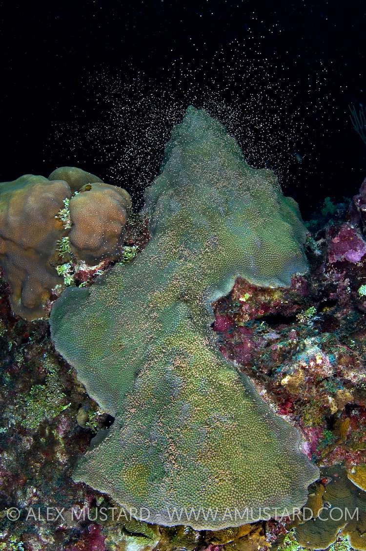 Star Coral Spawning. Cayman Islands
