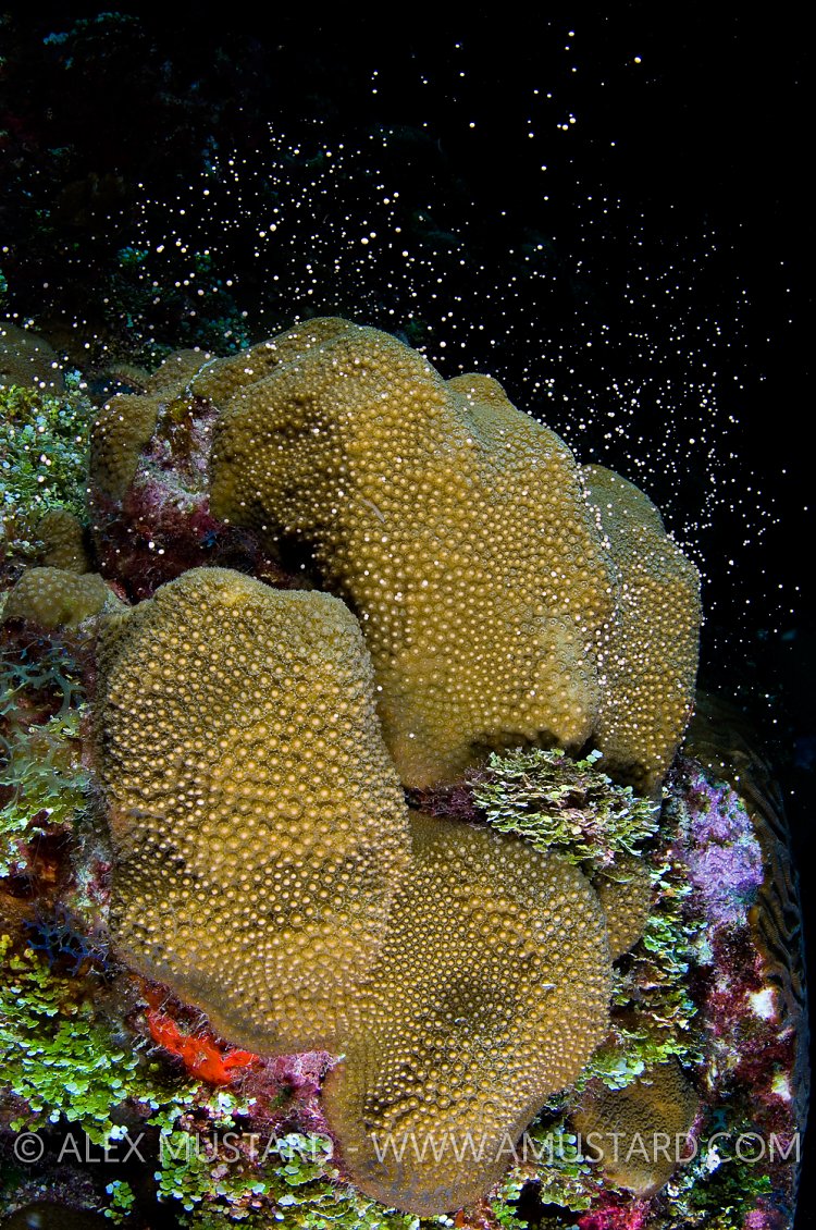 Star Coral Spawning. Cayman Islands