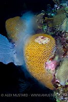 Male Great Star Coral Spawning. Cayman Islands.