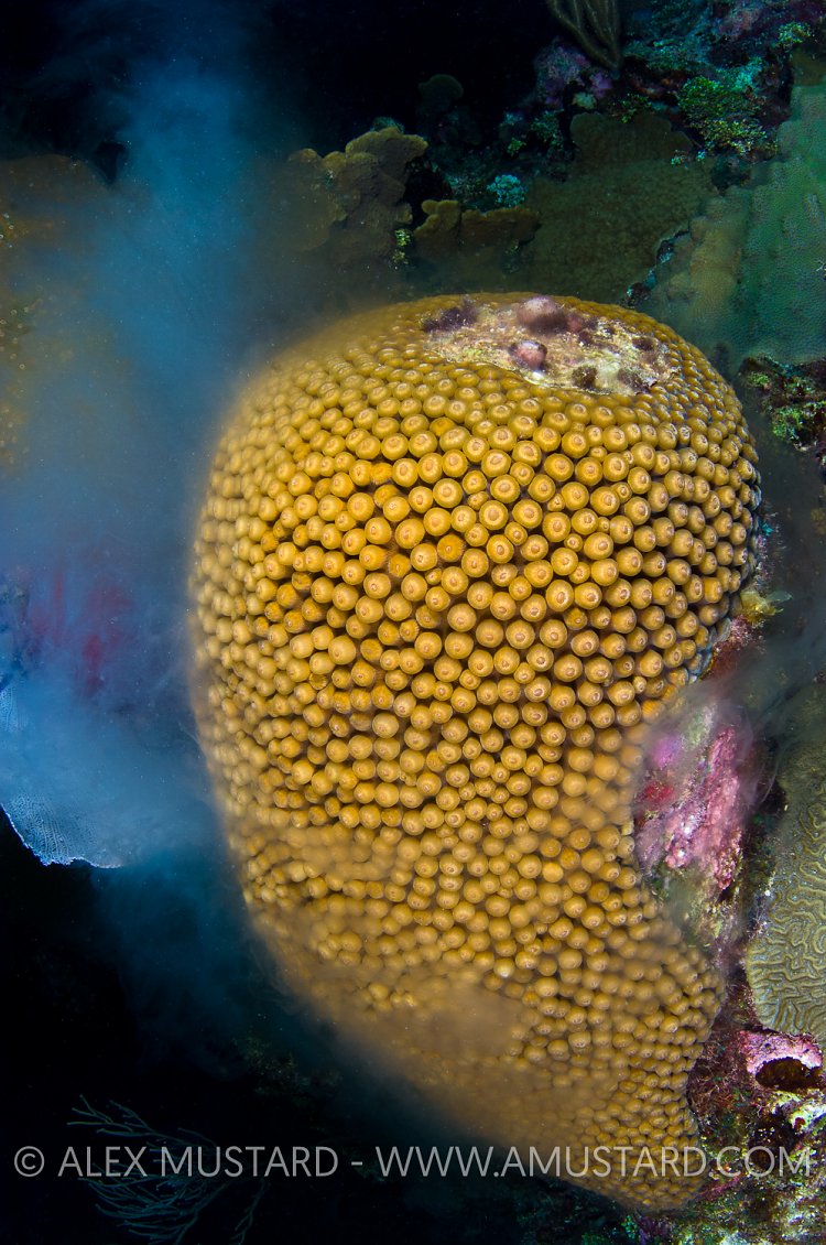 Male Great Star Coral Spawning. Cayman Islands.