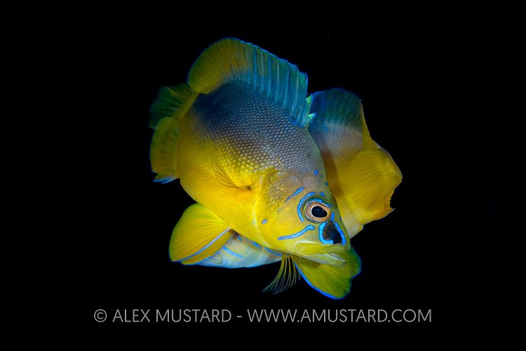 Yellowbelly Hamlets Spawning. Cayman Islands.