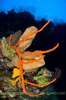 Sponges On Reef Wall. Cayman Islands.
