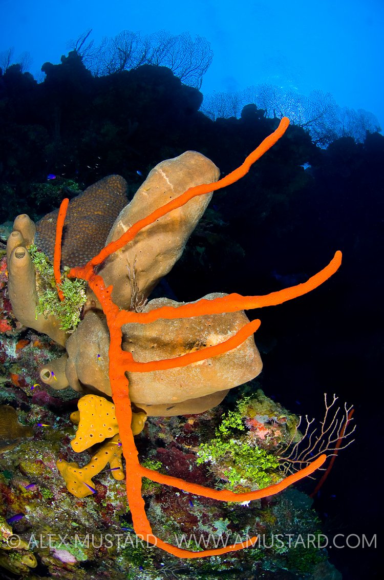 Sponges On Reef Wall. Cayman Islands.