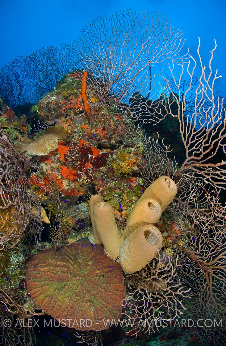 Reef Wall. Cayman Islands
