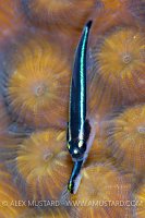 Goby Wars. Cayman Islands.