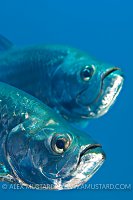 Tarpon Pair. Cayman Islands.