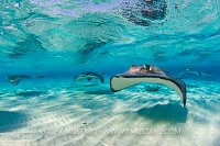 Stingrays. Cayman Islands.