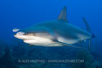 Caribbean reef shark with bar jacks