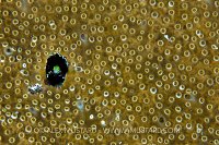 Secretary Blenny. Cayman Islands
