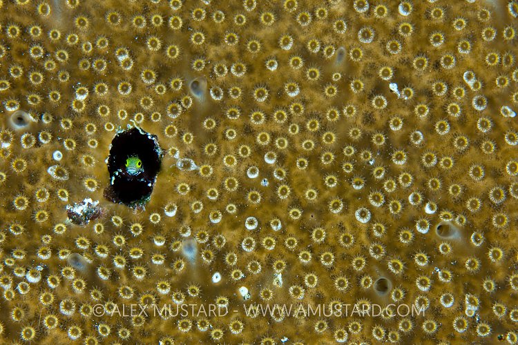 Secretary Blenny. Cayman Islands