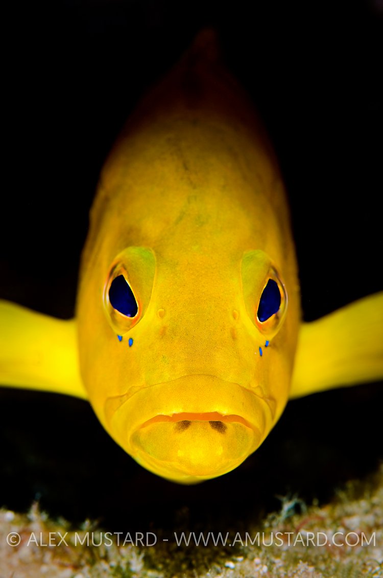 Coney Portrait. Cayman Islands.