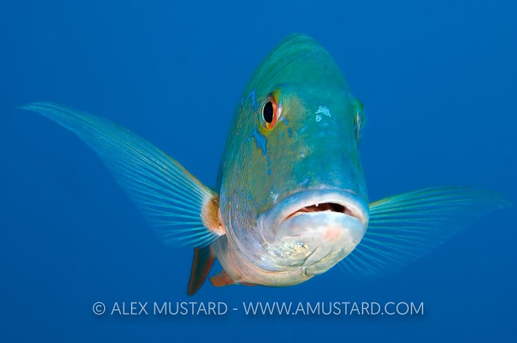 Mutton Snapper. Cayman Islands.