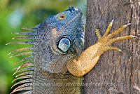 Green Iguana. Cayman Islands.