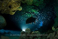 Black Jack Backlit. Cayman Islands.