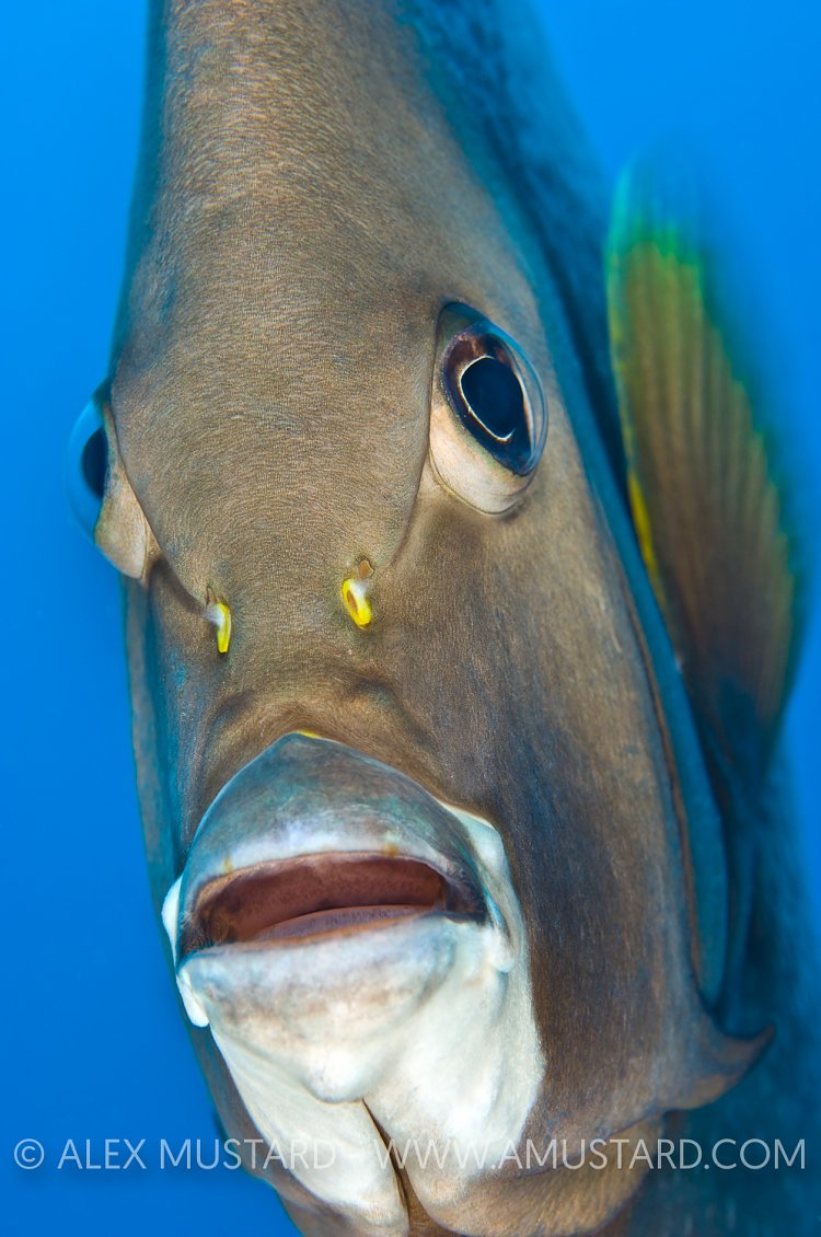 Grey Angelfish Portrait. Cayman Islands.