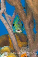 Bluestriped Grunt Through Coral. Cayman Islands.