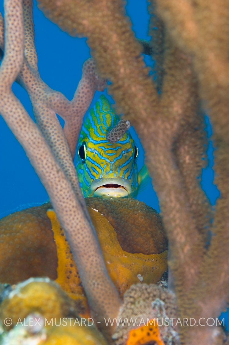 Bluestriped Grunt Through Coral. Cayman Islands.