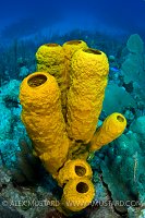 Yellow Tube Sponge. Cayman Islands.