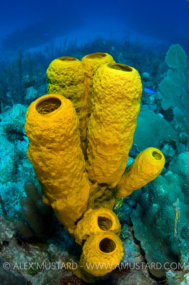Yellow Tube Sponge. Cayman Islands.