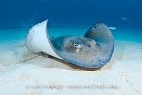 Southern stingray take off, Cayman Islands.