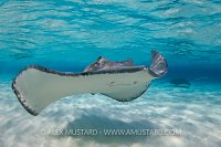 Southern Stingray. Cayman Islands.