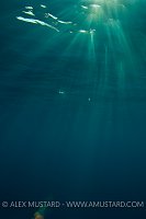 Caribbean Sunrays. Cayman Islands.