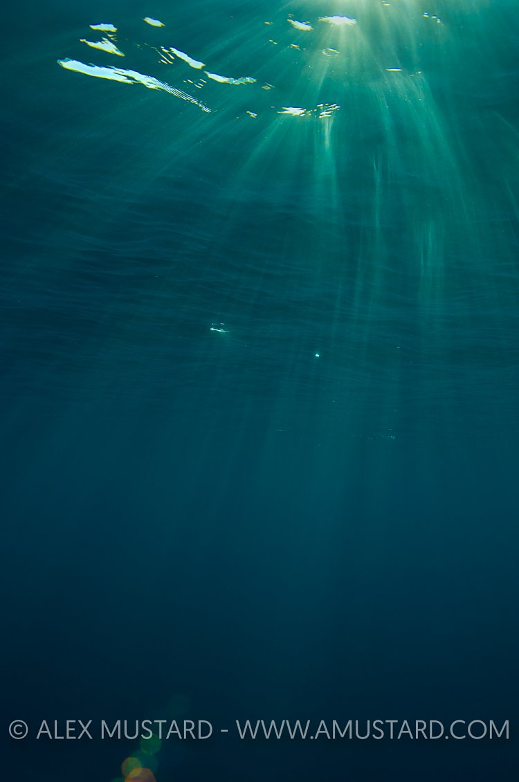 Caribbean Sunrays. Cayman Islands.