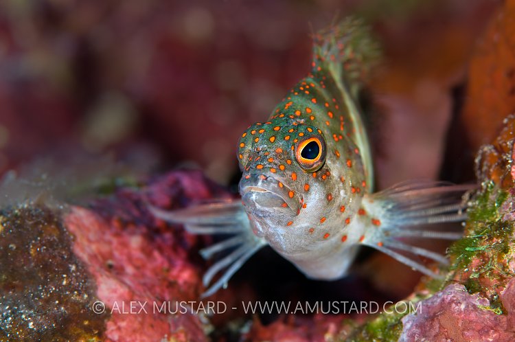Redspotted Hawkfish. Cayman Islands.