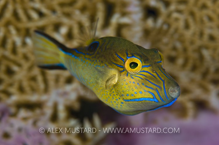 Displaying Sharpnose Puffer. Cayman Islands.