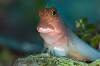 Redlip Blenny. Cayman Islands.