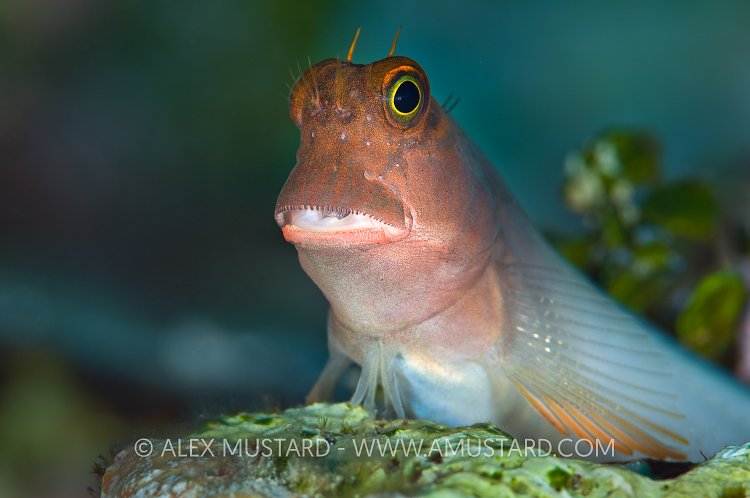 Redlip Blenny. Cayman Islands.