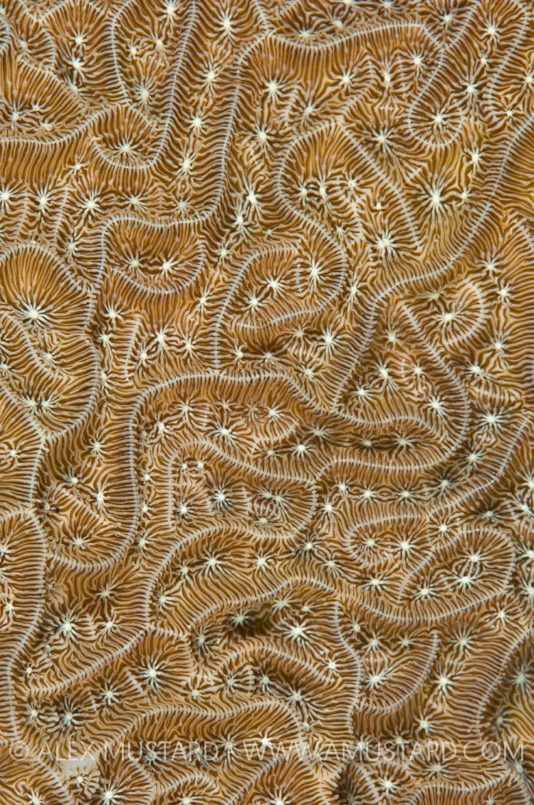 Sheet Coral Detail. Cayman Islands.