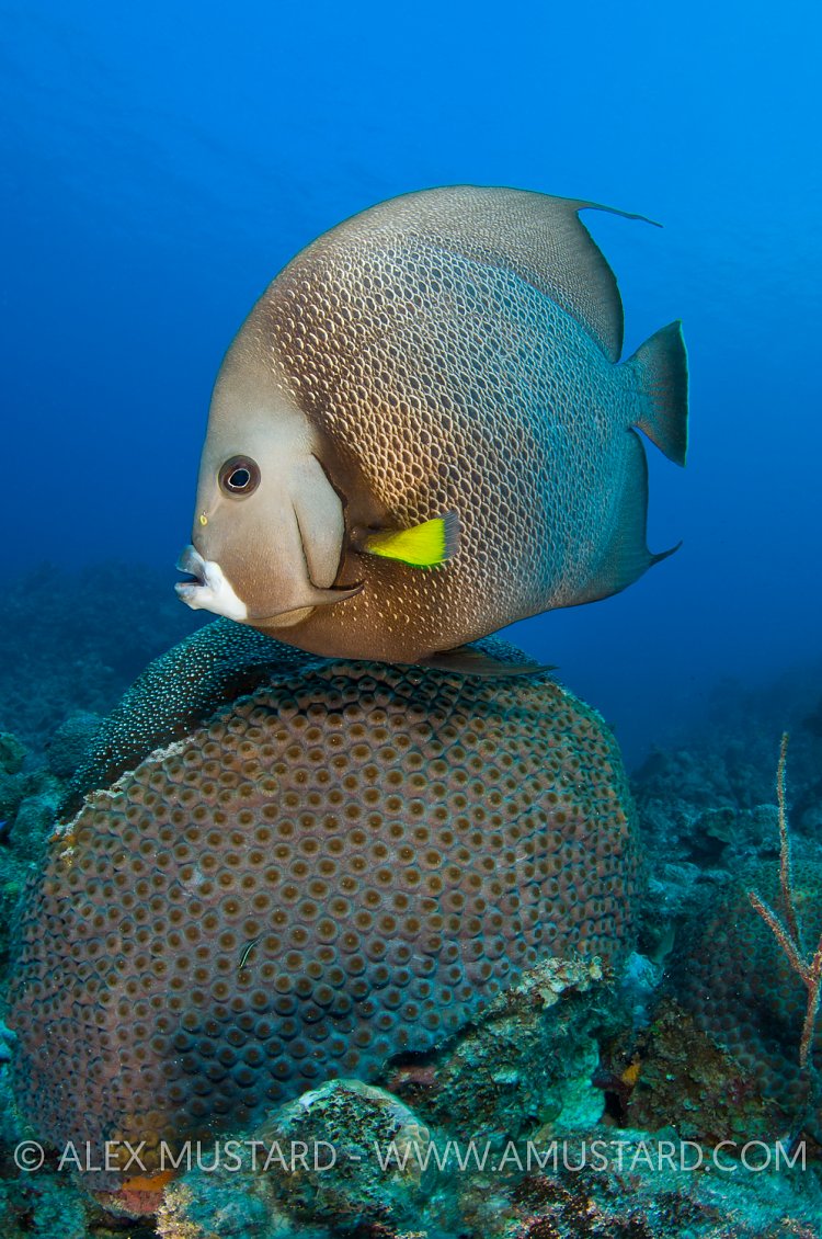 Grey Angelfish. Cayman Islands.