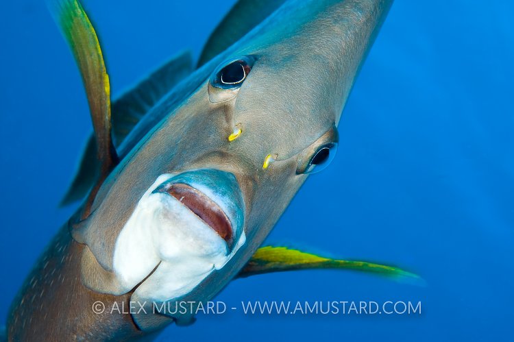 Grey Angelfish. Cayman Islands.