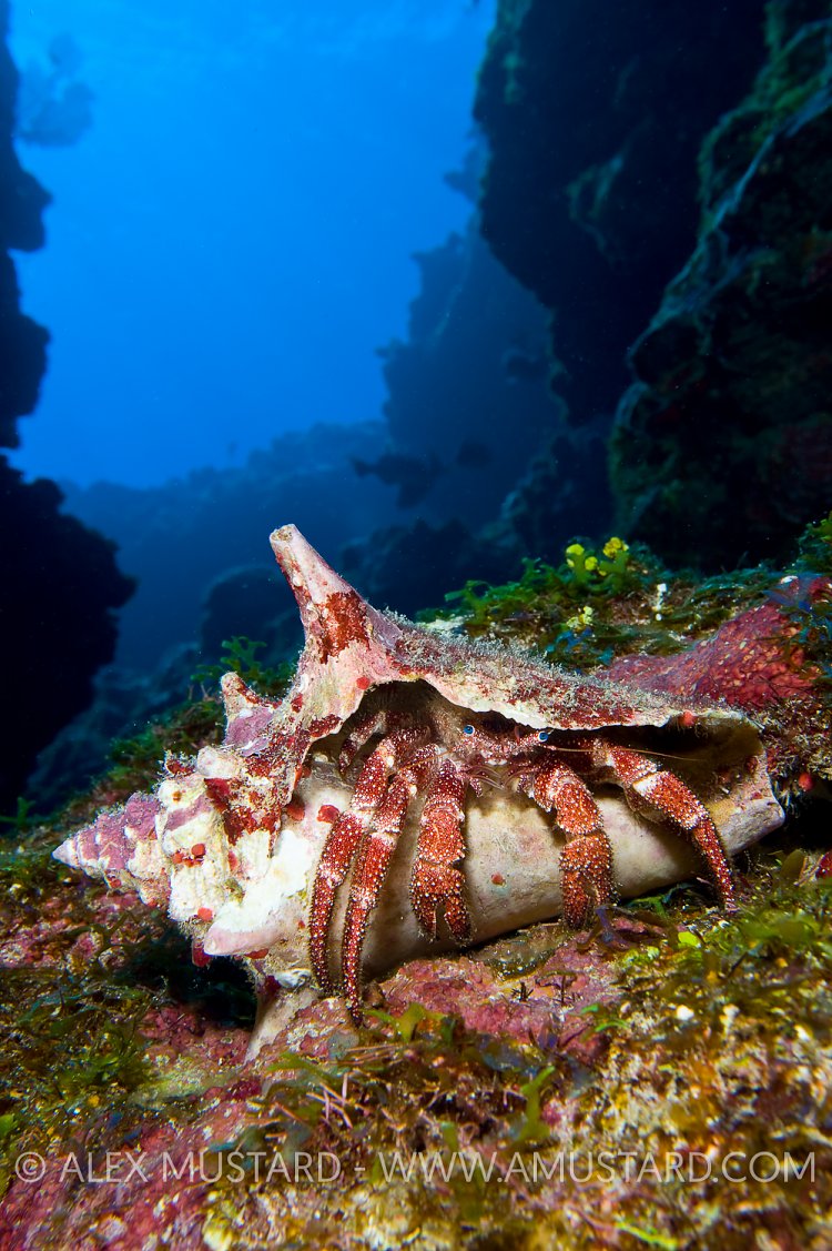 Stareye Hermit. Cayman Islands.