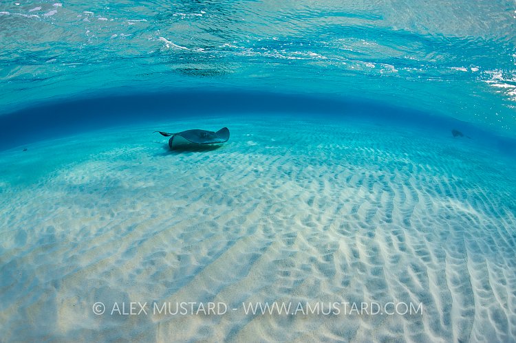 Southern stingray on sandbar, Cayman Islands.
