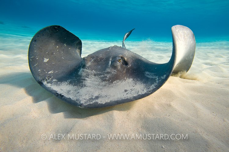 Southern stingray on sandbar, Cayman Islands.