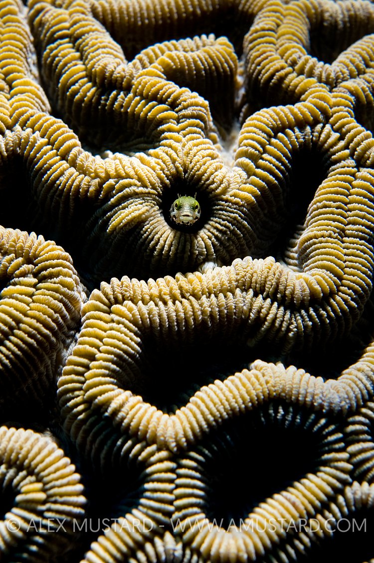 Secretary Blenny. Cayman Islands.
