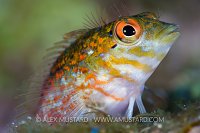 Saddled Blenny. Cayman Islands.