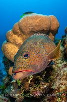 Coney On Reef. Cayman Islands