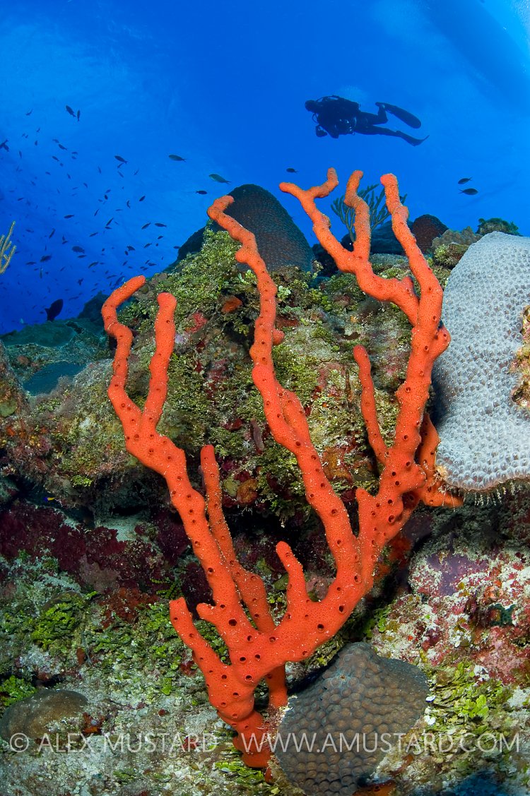 Diver and red rope sponge on wall. Cayman Islands.