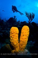 Diver and Yellow Tube Sponge. Cayman Islands.