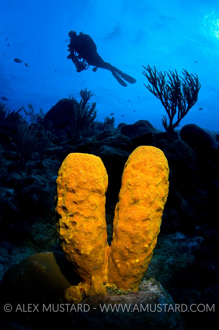 Diver and Yellow Tube Sponge. Cayman Islands.