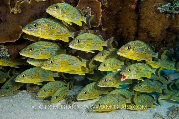 Bluestriped Grunts. Cayman Islands.
