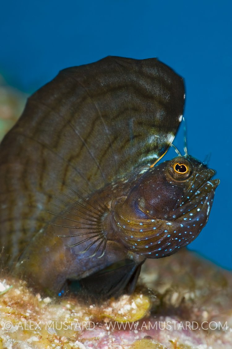 Sailfin Blenny. Cayman Islands.