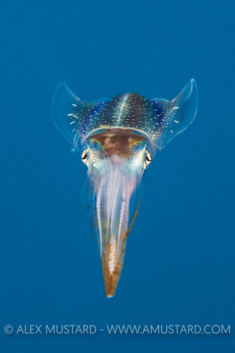 Caribbean Reef Squid. Cayman Islands.