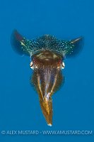Caribbean Reef Squid. Cayman Islands