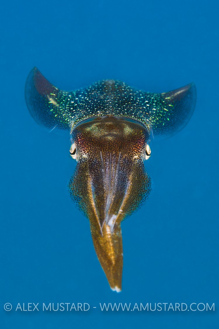 Caribbean Reef Squid. Cayman Islands
