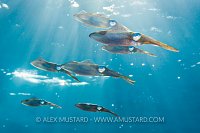 Reef Squid School. Cayman Islands.